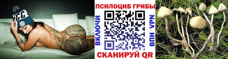 Псилоцибиновые грибы Cubensis  Купить  Сысерть 